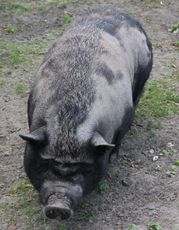 Hängebauchschwein-152.jpg